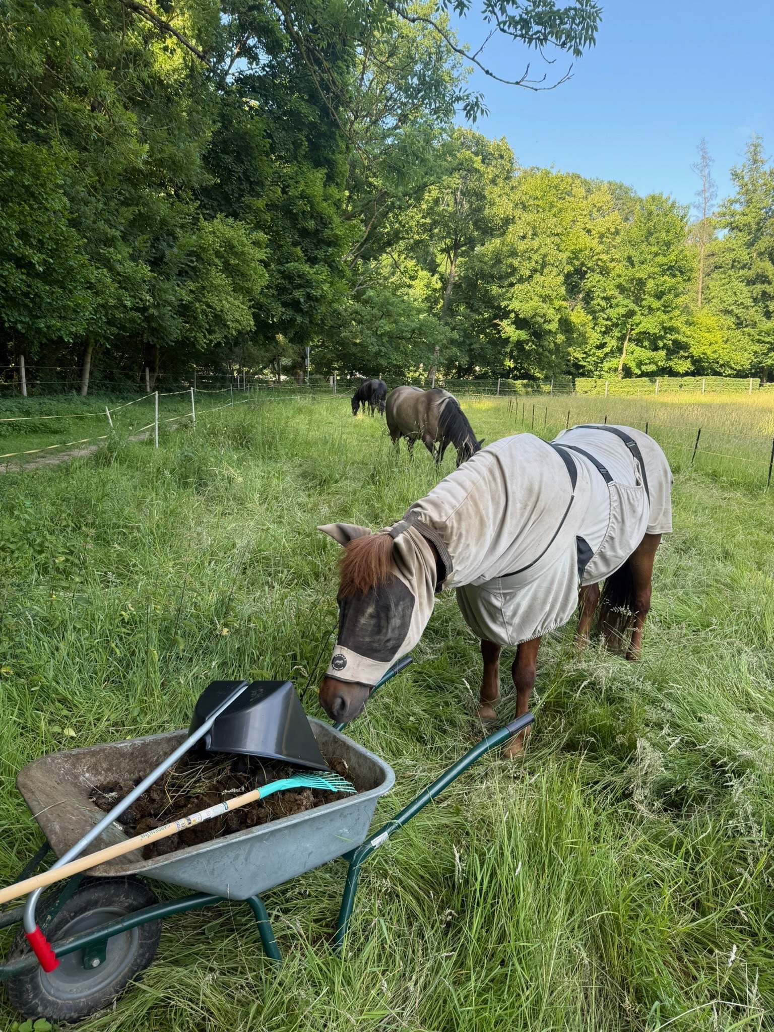 Galerie – Pferdewaage Einsatzbild 11